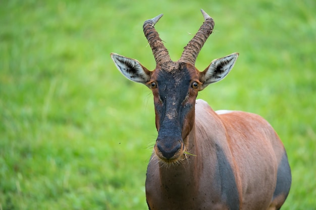 Topi-Antilope im Grasland der kenianischen Savanne