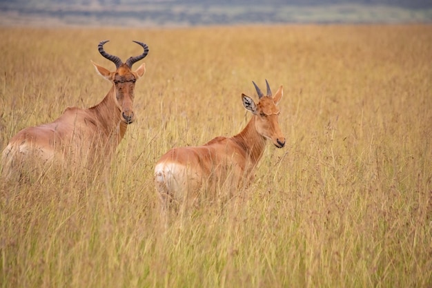 Topi-Antilope im Masai Mara Nationalpark Tansania