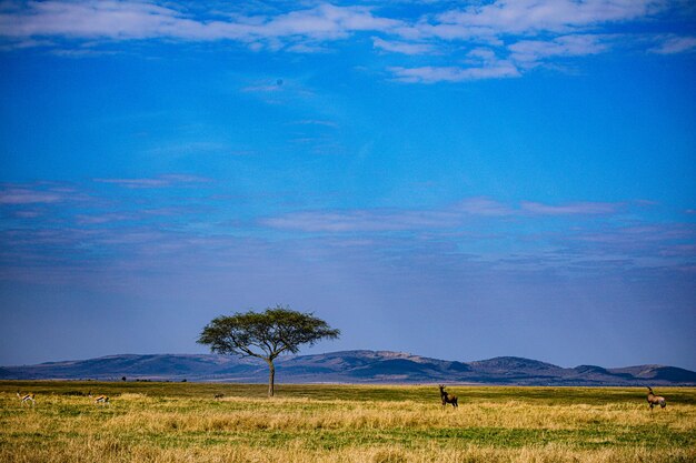 Foto topi-antilope-thomson-gazelle