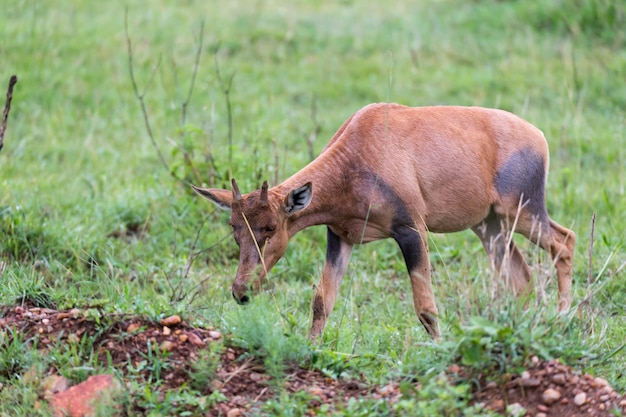 Topi Gazelle in der kenianischen Savanne inmitten einer grasbewachsenen Landschaft