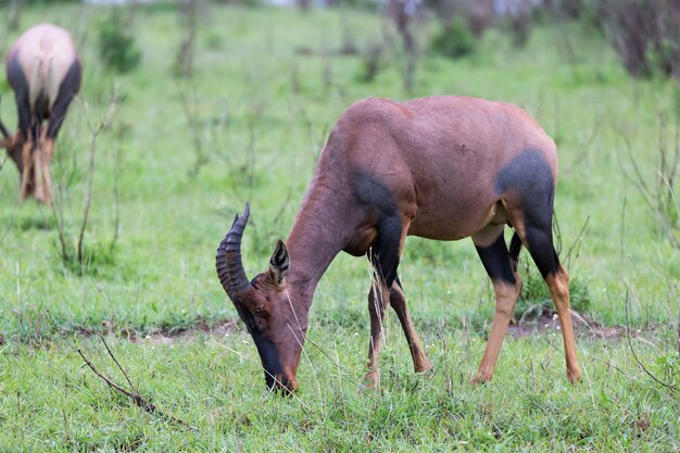 Topi Gazelle en la sabana de Kenia en medio de un paisaje cubierto de hierba