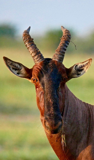 Foto topi im masai mara nationalpark