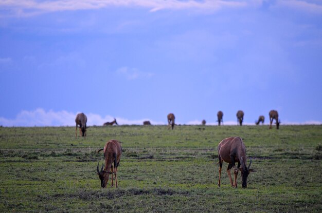 Topi tsessebe comum procurando comer grama na savana no Parque Nacional Masai Mara Quênia África