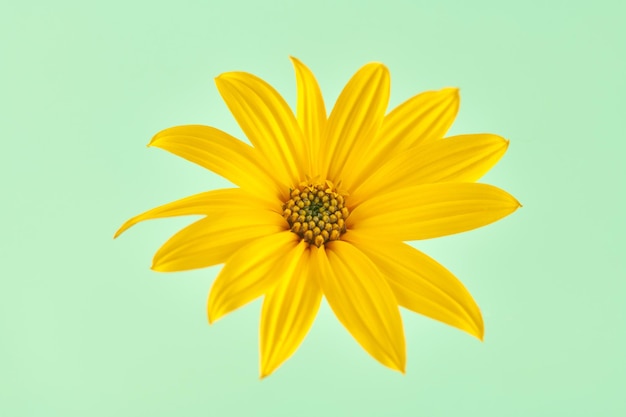 Topinambur gelbe Blume Topinambur ein Flowerhead mit gelben Blüten auf grünem Hintergrund