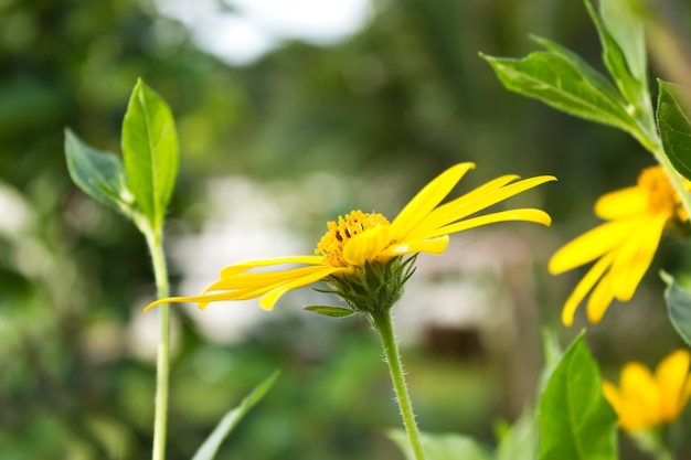 Topinambur. Gelbe Topinambur Blumen