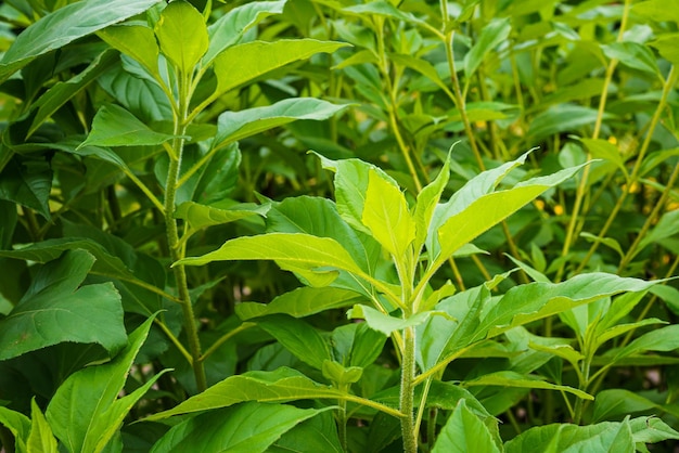 Topinambur Helianthus tuberosus im Kräutergarten Topinambur Pflanze