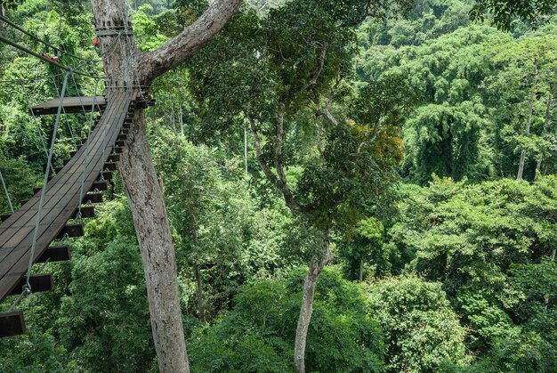 Topo da árvore suspensa ou dossel andar na floresta tropical da Tailândia