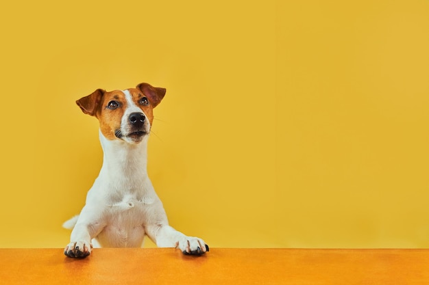 Topo da cabeça de um Jack Russell Terrier