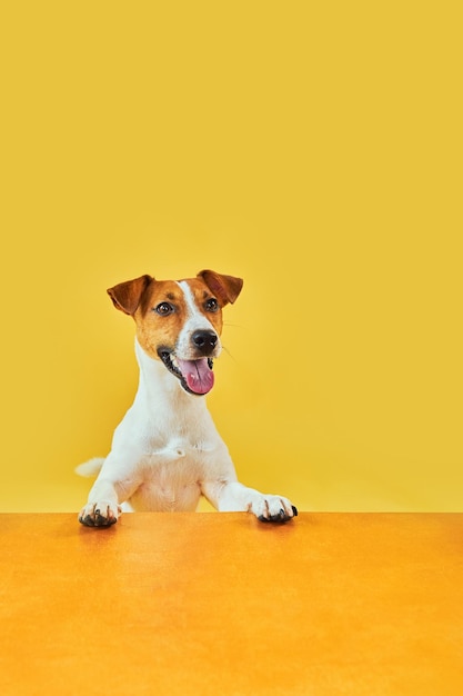 Topo da cabeça de um Jack Russell Terrier