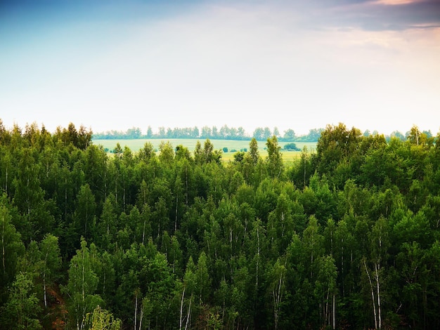 Topo da floresta de verão com fundo de paisagem com horizonte visível