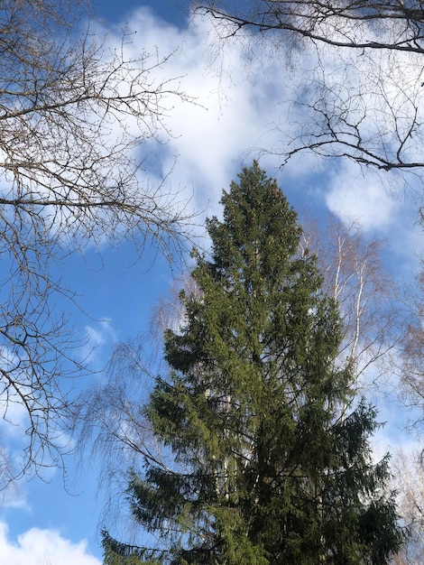 Topo do abeto contra o céu azul