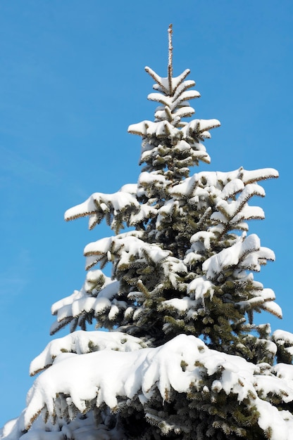 Topo do pinheiro coberto de neve no inverno no fundo do céu azul (fácil de isolar)