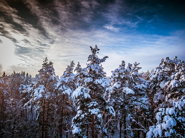 Topo tonificado das árvores na neve após forte nevasca Paisagem da floresta de inverno Céu azul nublado