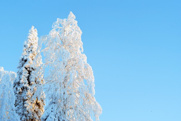 Topos amadeirados cobertos por cristais de neve fofos se projetando da neve em um dia claro e gelado