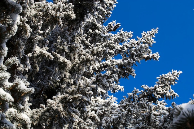 Topos de inverno abeto na floresta de inverno de neve