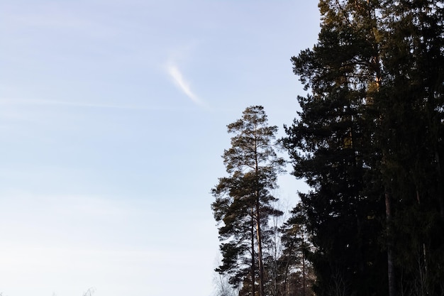 Tops Bäume im Winterwald auf Himmelshintergrund