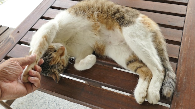 Toque gato dormindo