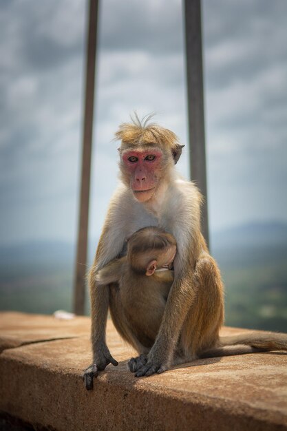 Toque macaque Macaca sinica