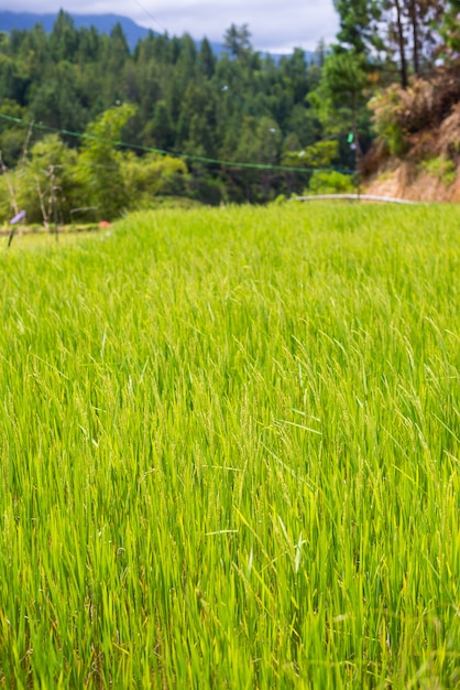 Toraja Landschaft und Landwirtschaft Sulawesi, Indonesien