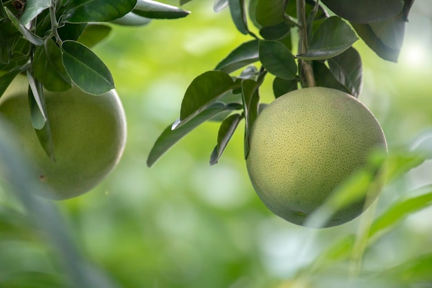 Toranja toranja firme roliça