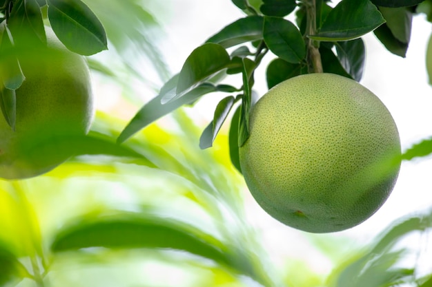 Toranja toranja firme roliça