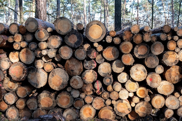 Foto toras de árvores derrubadas como pilhas de madeira na floresta