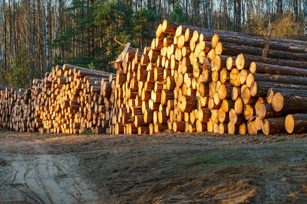 Toras de árvores recém-cortadas são empilhadas na floresta durante o pôr do sol Toras de pinheiro antes do carregamento e transporte A extração ilegal de madeira prejudica o meio ambiente Colheita de madeira Indústria de carpintaria Árvores derrubadas