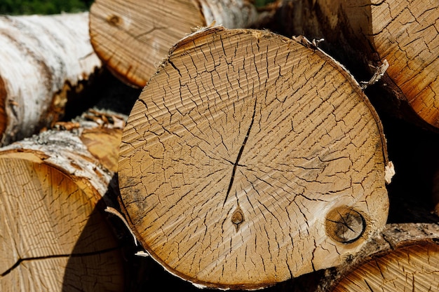 Toras de bétula estão empilhadas na natureza