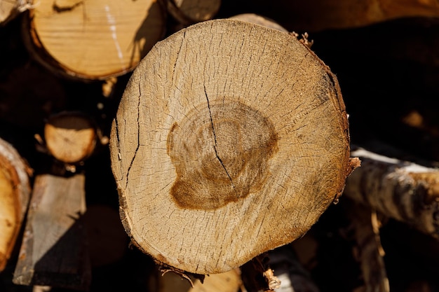 Toras de bétula estão empilhadas na natureza