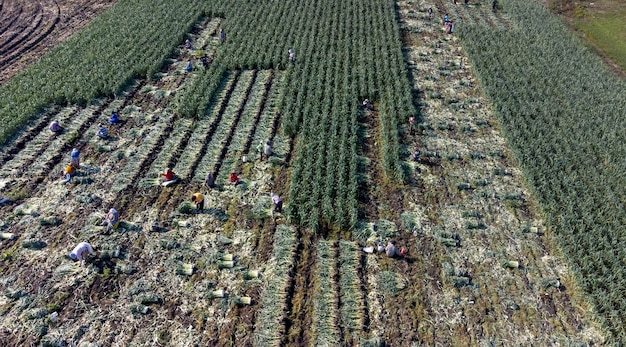 Torbali - Izmir - Turquia, 4 de novembro de 2021, Trabalhadores sazonais trabalhando em um campo de alho-poró