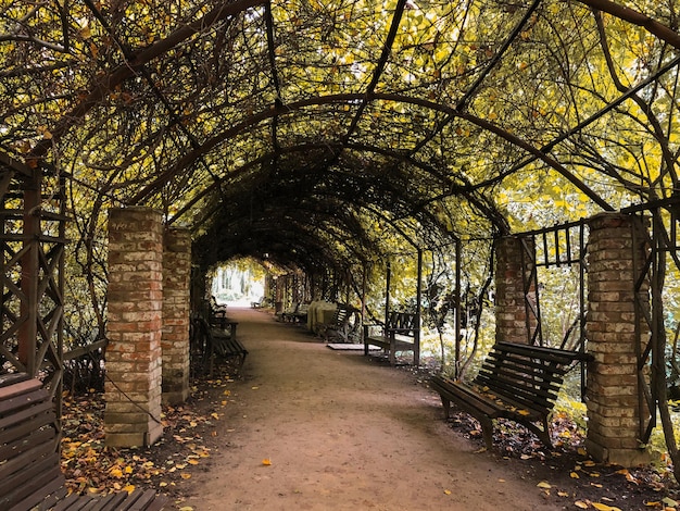 Torbogen unter grüner Pergola im Park