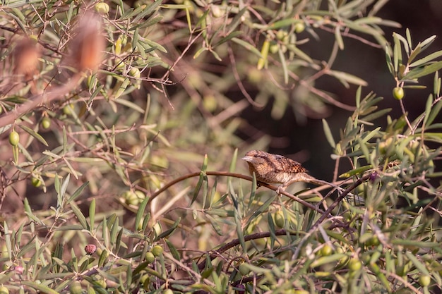 Torcicolo euro-asiático (Jynx torquilla) Málaga, Espanha