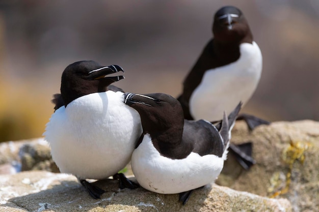 Tordalk fliegt Alca Torda Saltee Island Irland