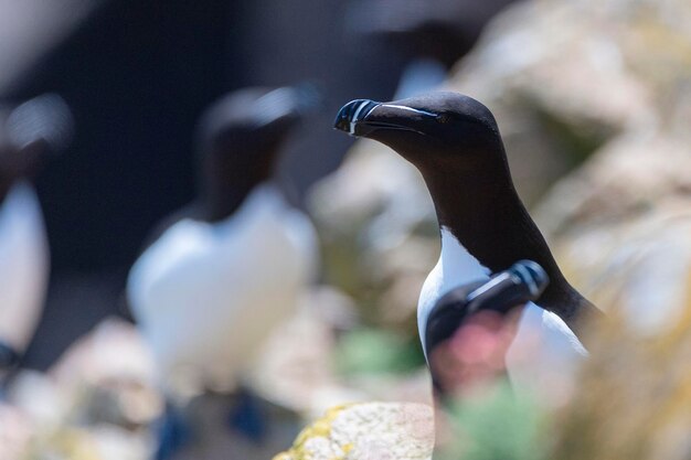 Tordalk fliegt Alca Torda Saltee Island Irland