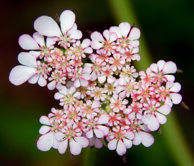 Tordillo ou tordilio Tordylium maximum é uma planta herbácea da família Umbelliferae