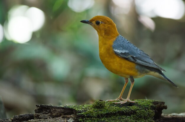 Foto tordo cabeza naranja (geokichla citrina) en la naturaleza de tailandia