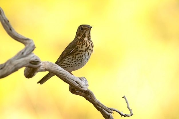 Tordo-canção em um estalajadeiro perto de um ponto de água natural em uma floresta mediterrânea na primeira luz