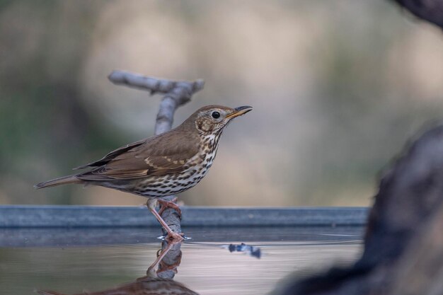 El tordo de la canción Turdus philomelos Málaga España