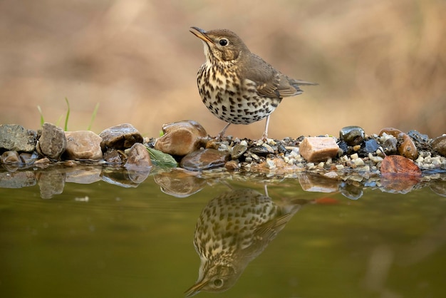 Tordo canoro bebendo em um ponto de água natural dentro de uma floresta mediterrânea com as últimas luzes