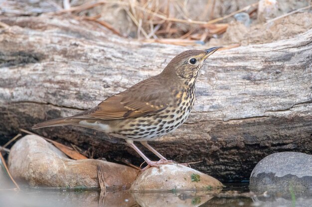 Tordo Cantor Turdus philomelos Málaga Espanha