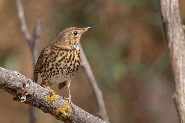 Tordo Cantor Turdus philomelos Málaga Espanha