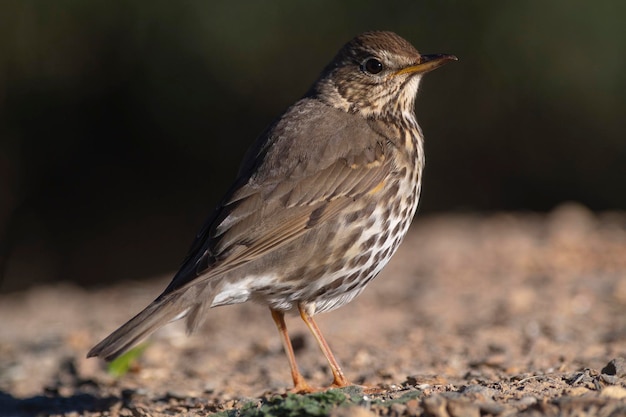 Tordo Cantor Turdus philomelos Málaga Espanha