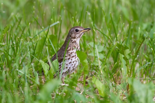 Tordo-cantor turdus philomelos pássaro caminha pela grama à procura de vermes