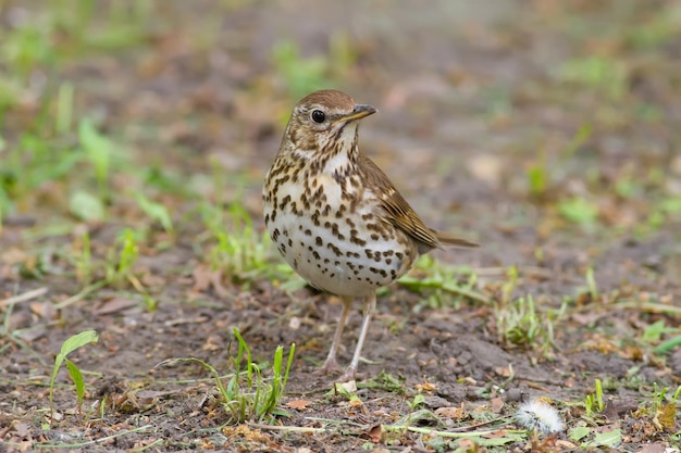 Tordo-cantor Turdus philomelos Um pássaro caminha no chão em busca de minhocas para alimento