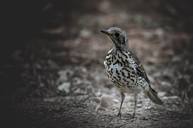 Tordo de Charlo o Turdus viscivorus ave del orden Passeriformes