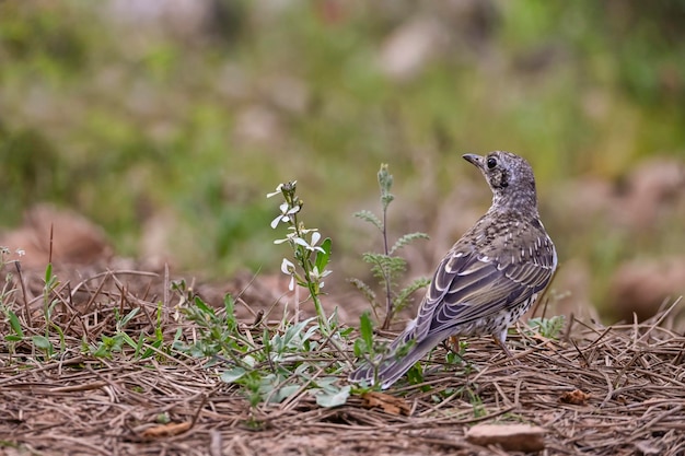 Tordo de Charlo o Turdus viscivorus ave del orden Passeriformes