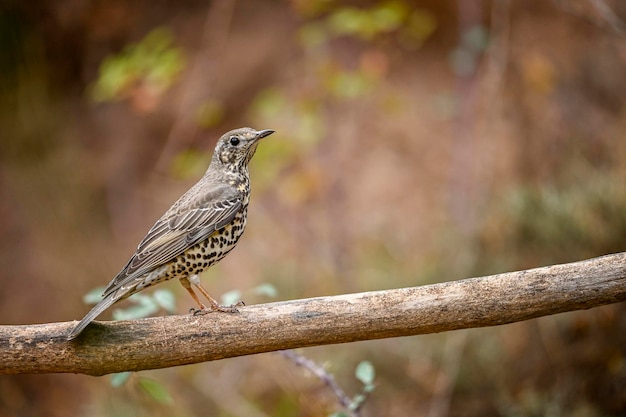 Tordo Charlo ou pássaro Turdus viscivorus da ordem Passeriformes