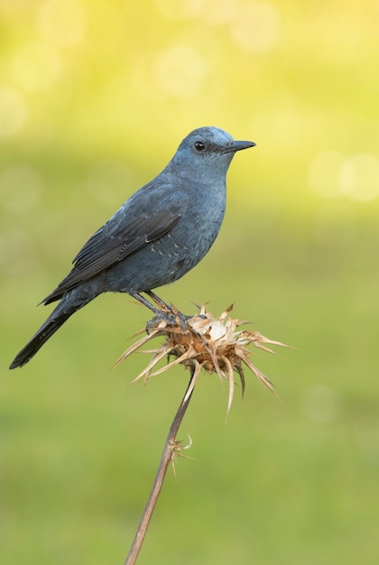 Tordo da rocha azul macho em plumagem no cio em seu poleiro favorito na natureza com a primeira luz do amanhecer