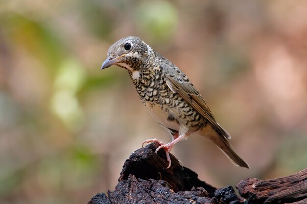 Tordo-da-rocha-de-garganta-branca Monticola gularis Belas aves femininas da Tailândia