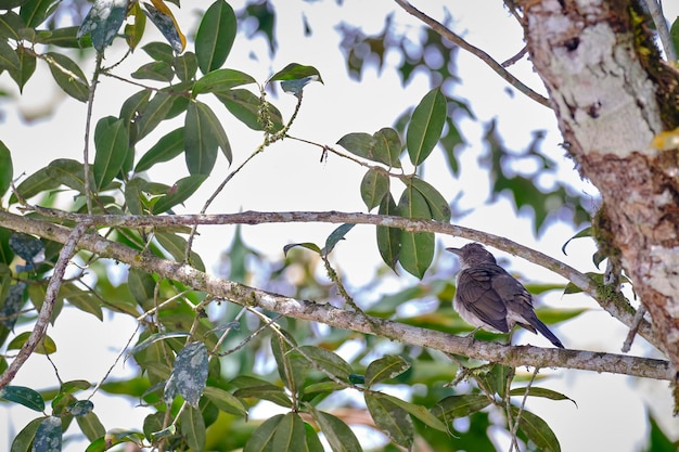 Tordo-de-bico-preto Turdus ignobilis